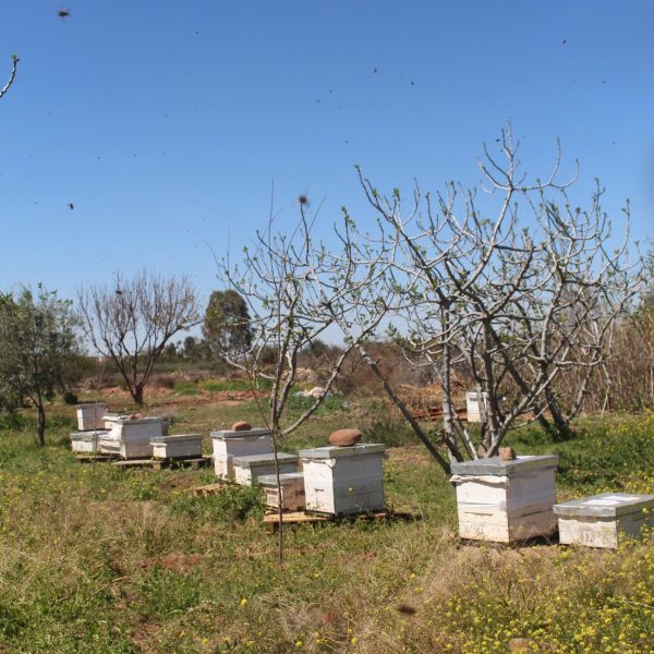 tizi-honey-ighil