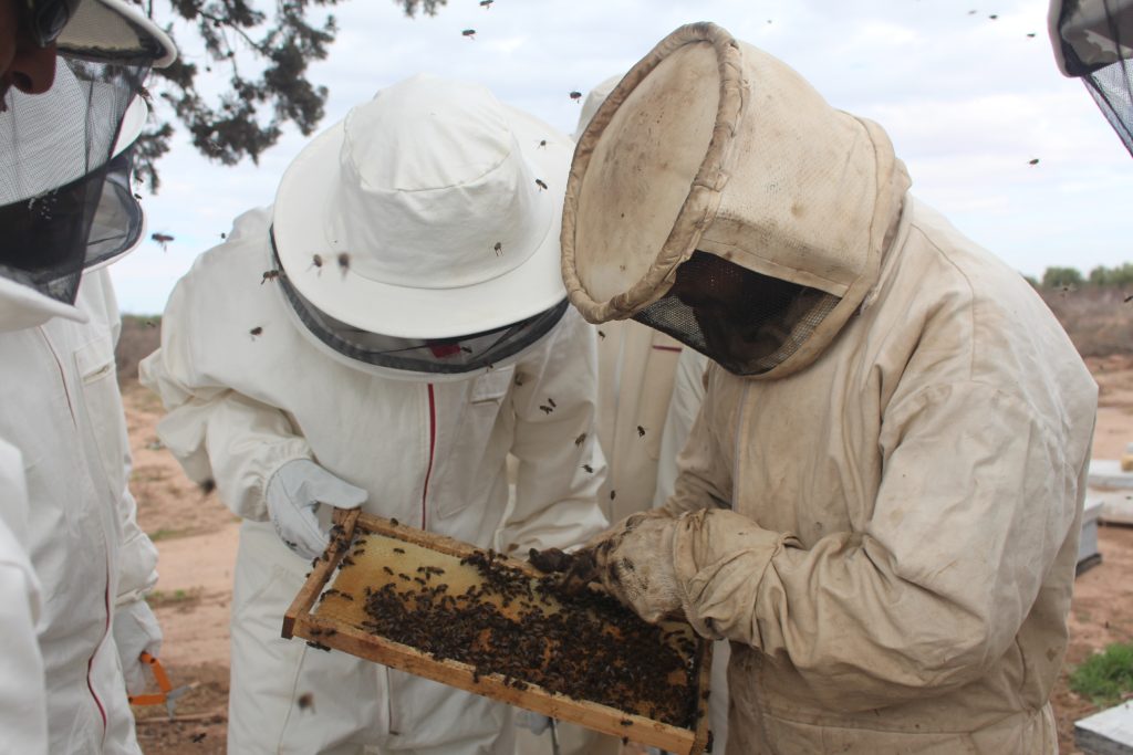 beekeeping-tizi-honey